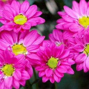 Meet your Posher, Melanie